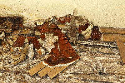 Wood Rot and Decay